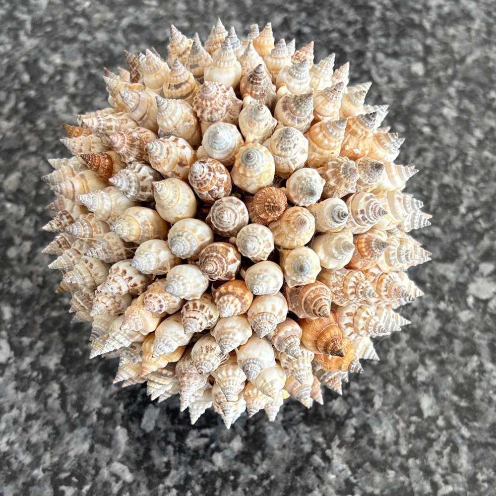 Shell ball accent